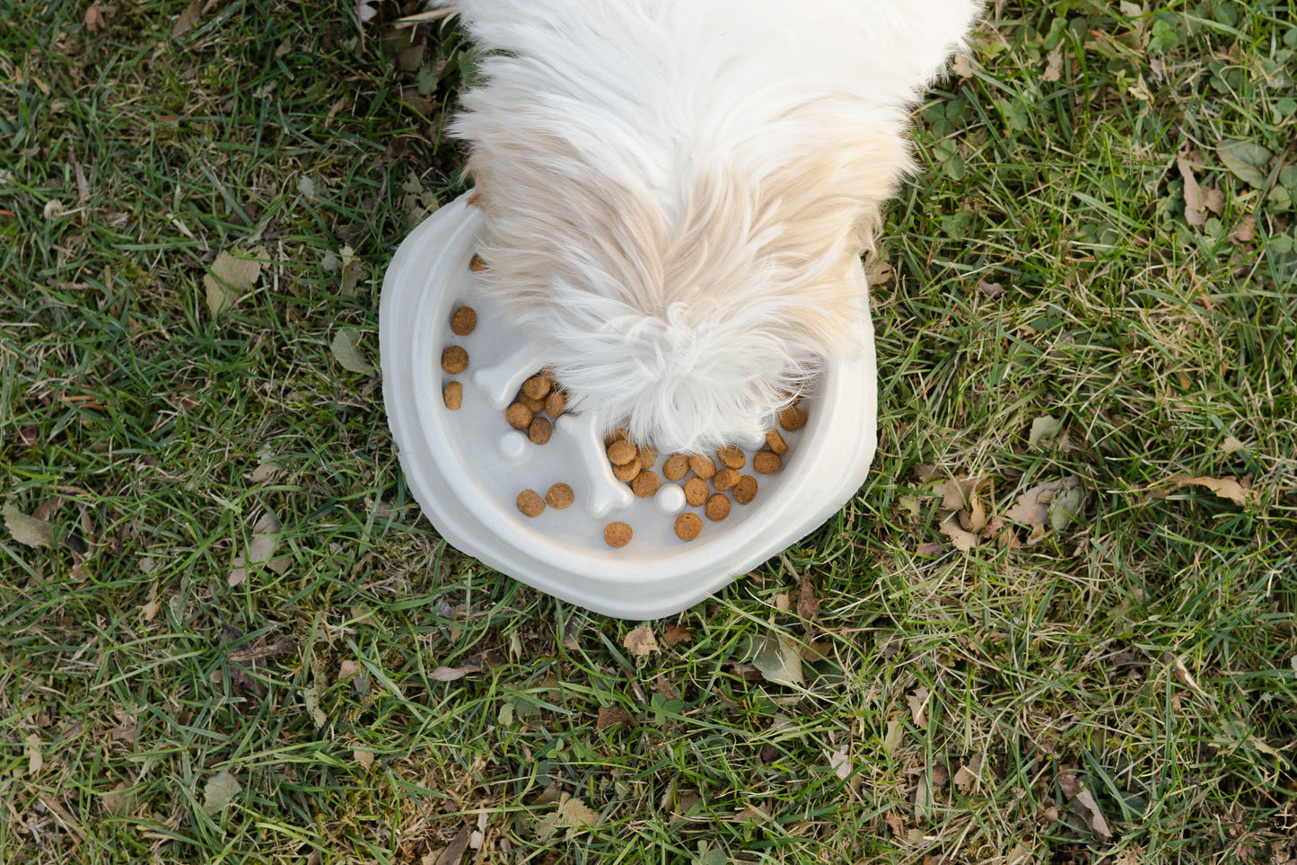 Dog dish