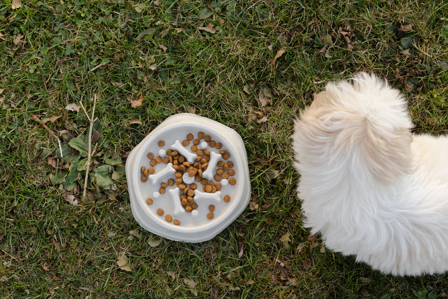 Dog dish