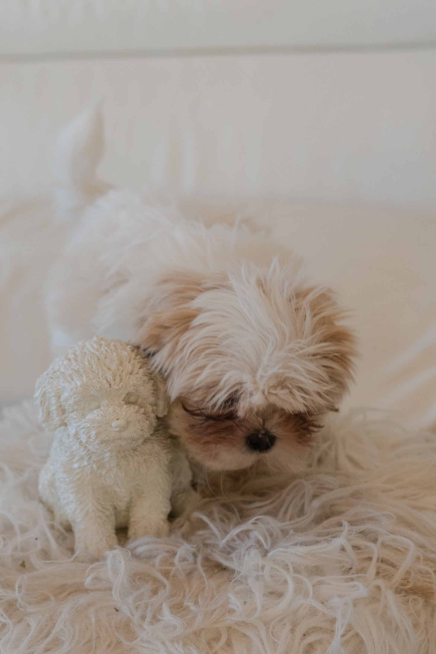 Shih-Tzu Dog Statue