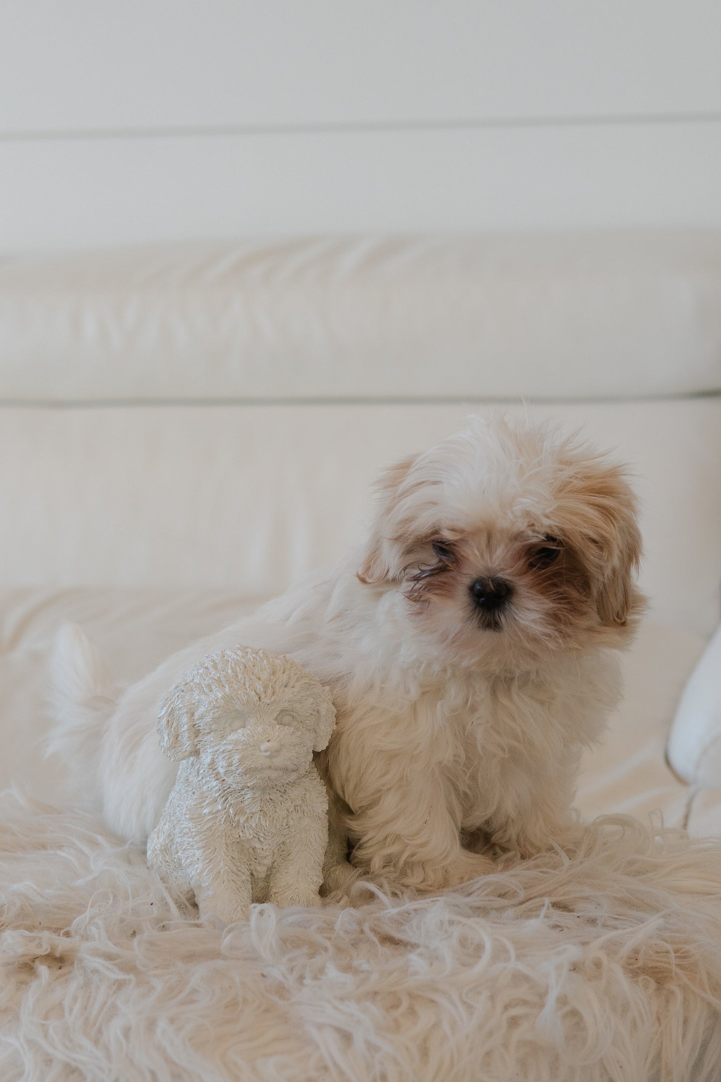 Shih-Tzu Dog Statue